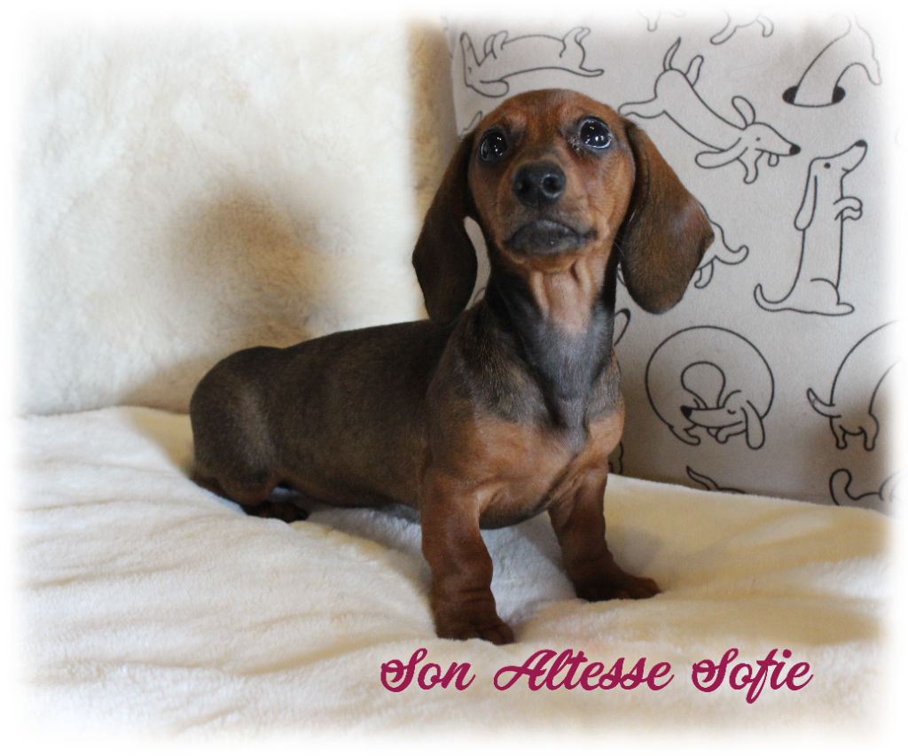 Son altesse sophie Du domaine de saint clair
