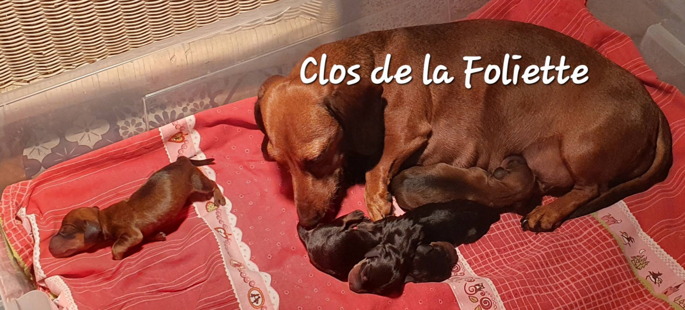 Chiot Teckel poil ras Du Clos De La Foliette