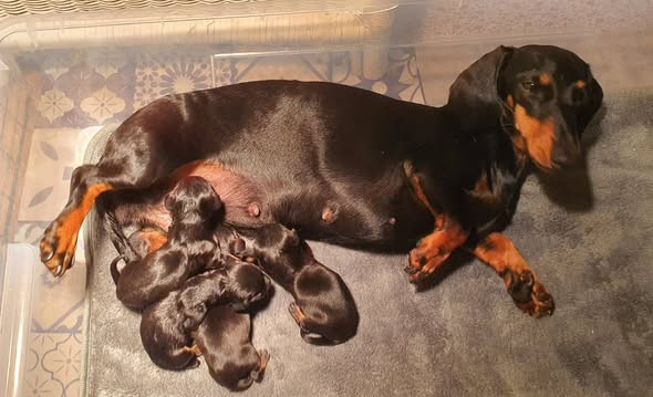 Chiot Teckel poil ras Du Clos De La Foliette
