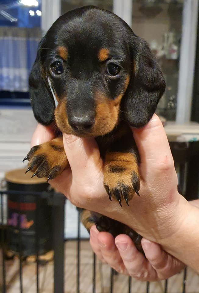 Du Clos De La Foliette - Chiots disponibles - Teckel poil ras