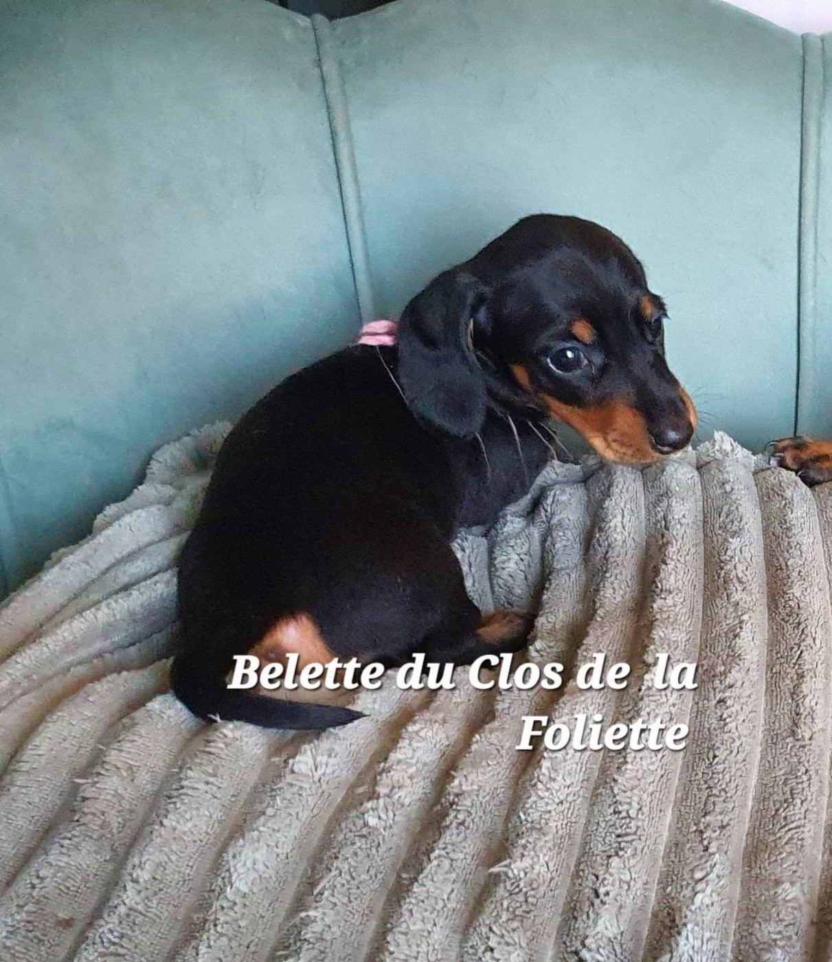 Du Clos De La Foliette - Chiots disponibles - Teckel poil ras