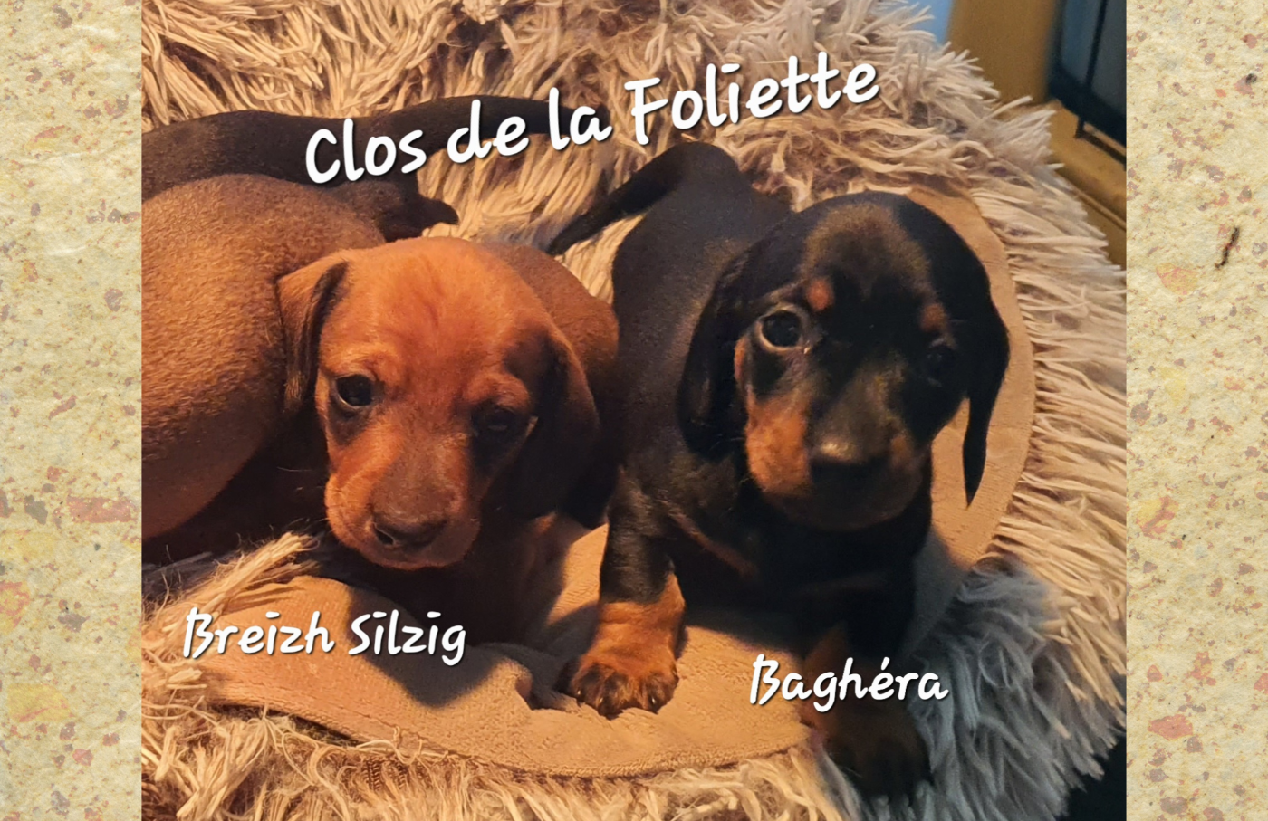 Du Clos De La Foliette - Chiots disponibles - Teckel poil ras