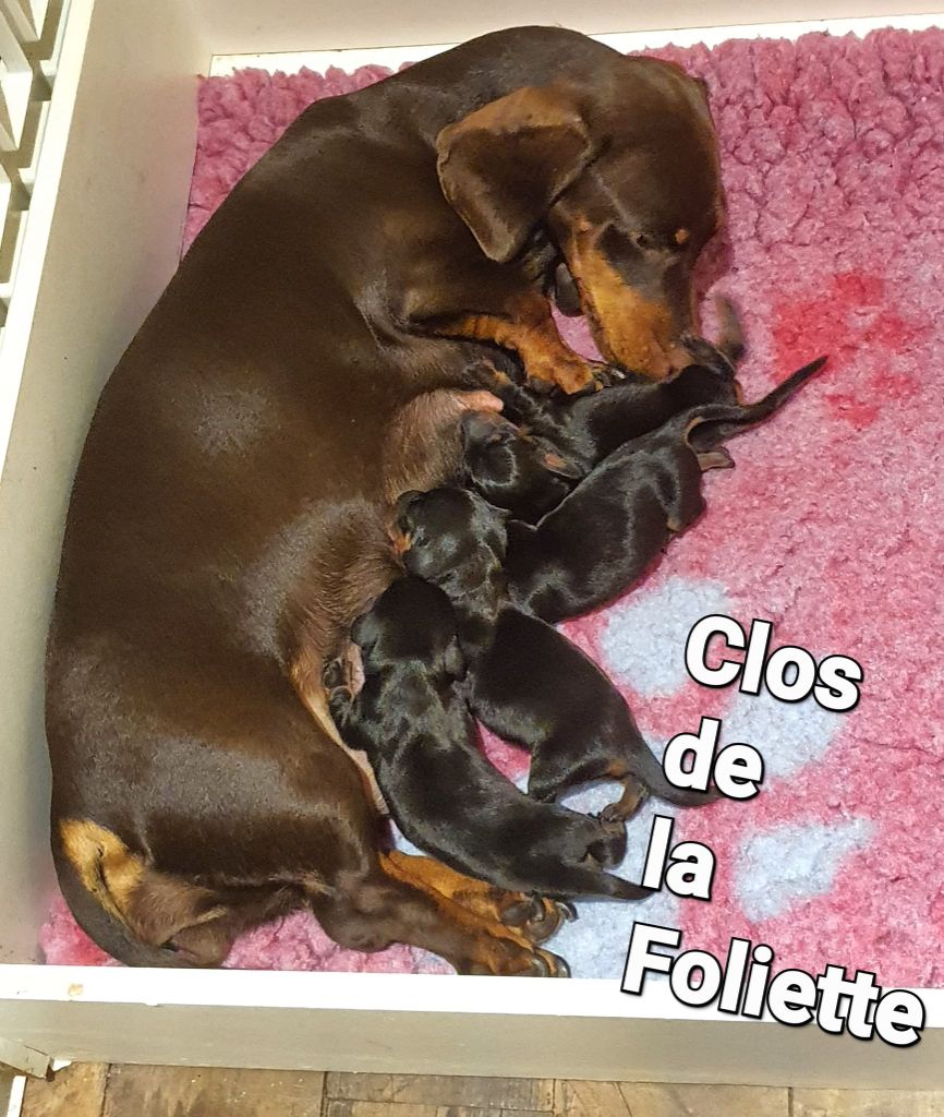 Chiot Teckel poil ras Du Clos De La Foliette