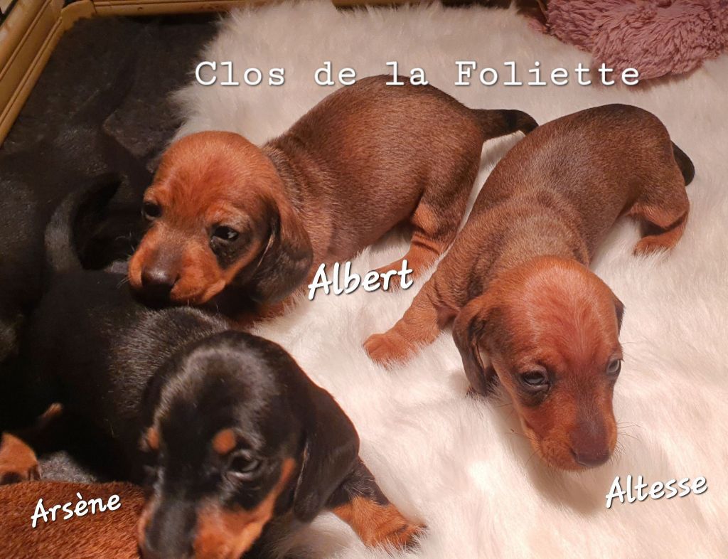 Du Clos De La Foliette - Teckel poil ras - Portée née le 05/02/2025